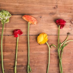 Seasonal Flower Selection Tips