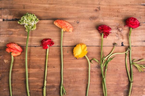 Seasonal Flower Selection Tips